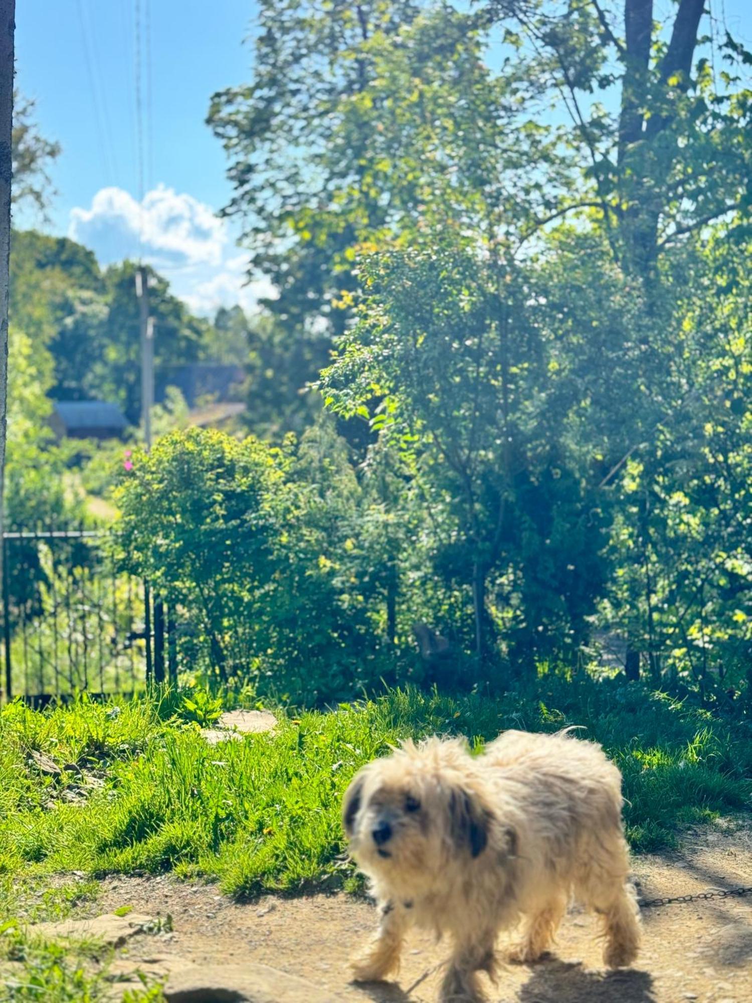 Dacha Podobovets 127 Hotel Luaran gambar